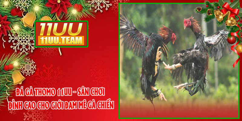 Đá Gà Thomo 11UU – Sân Chơi Đỉnh Cao Cho Giới Đam Mê Gà Chiến