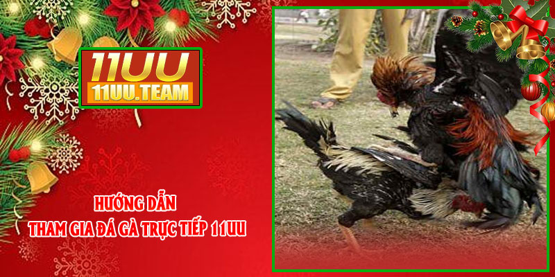 Hướng dẫn tham gia Đá Gà Trực Tiếp 11UU