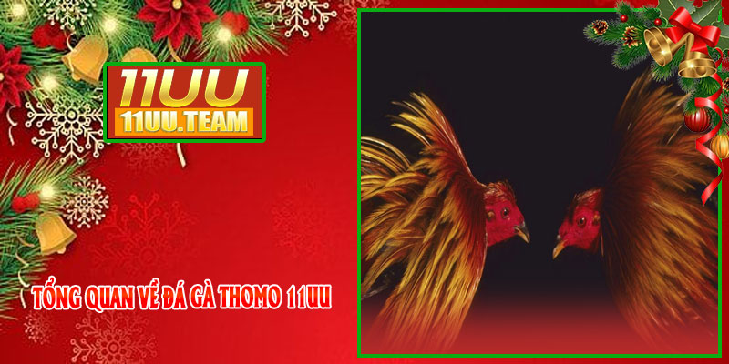 Tổng Quan Về Đá Gà Thomo 11UU